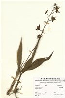 藏品(裸美冠蘭)的圖片